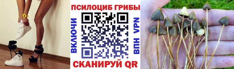 Псилоцибиновые грибы Psilocybine cubensis Губкин